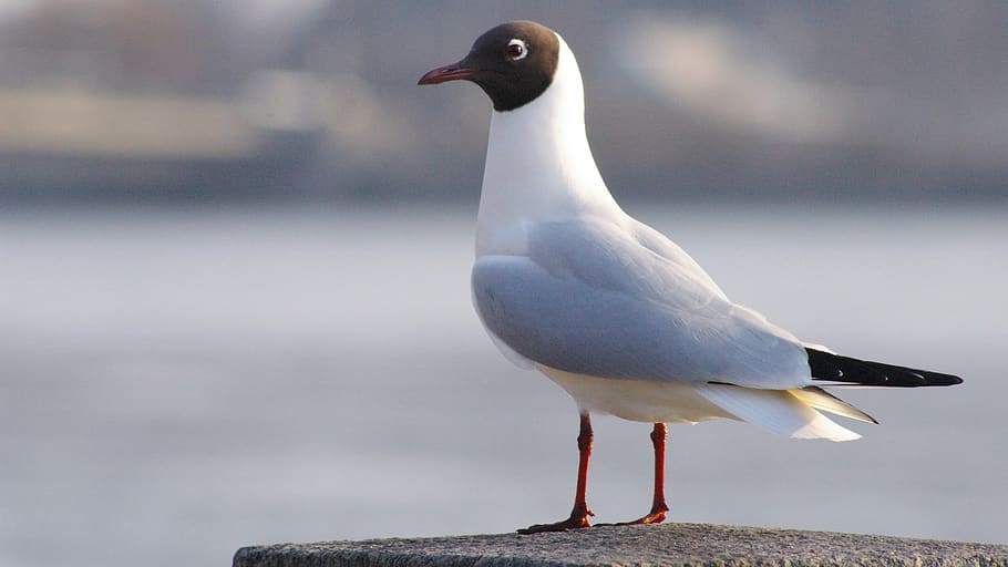 bird, seagull, animal, animal themes, animal wildlife, animals in the wild HD wallpaper