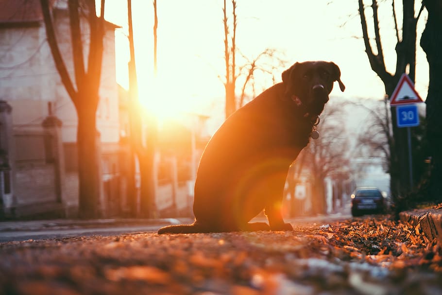 czechia, prague, labrador, dog, street, animal, sun, light HD wallpaper