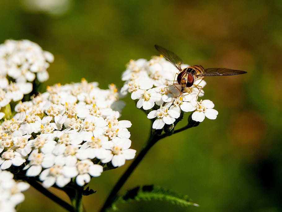 flower, wasp, insect, summer, close up, garden, nature, meadow HD wallpaper