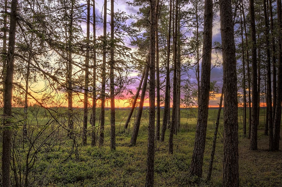 Tall Trees Near Green Grasses, branch, countryside, dawn, environment HD wallpaper