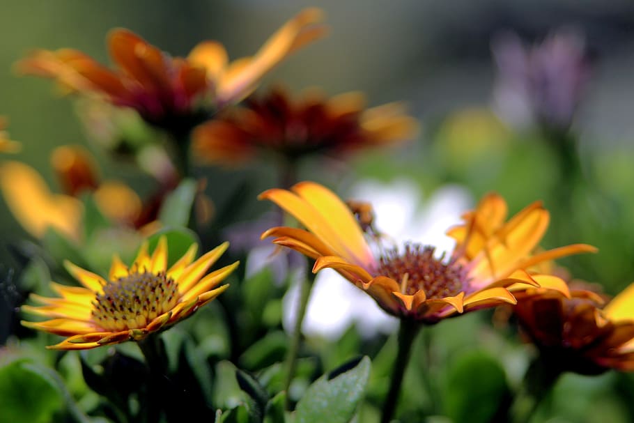 flower, macro, spring, close up, petal, flowering plant, freshness HD wallpaper