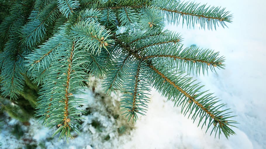 tree, thorns, nature, green, winter, trunk, leaf, plant, growth HD wallpaper