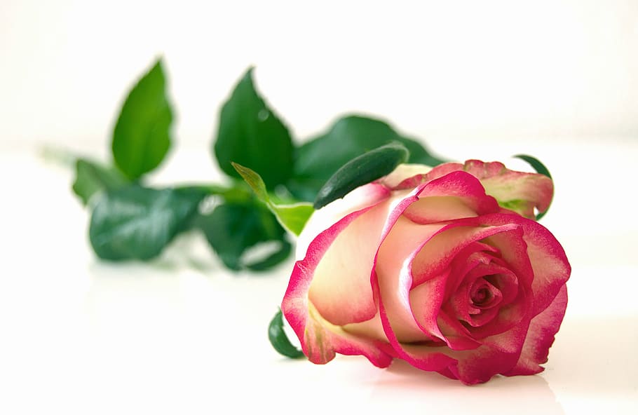 Pink and White Rose Flower, bloom, blossom, flora, petals, flowering plant HD wallpaper