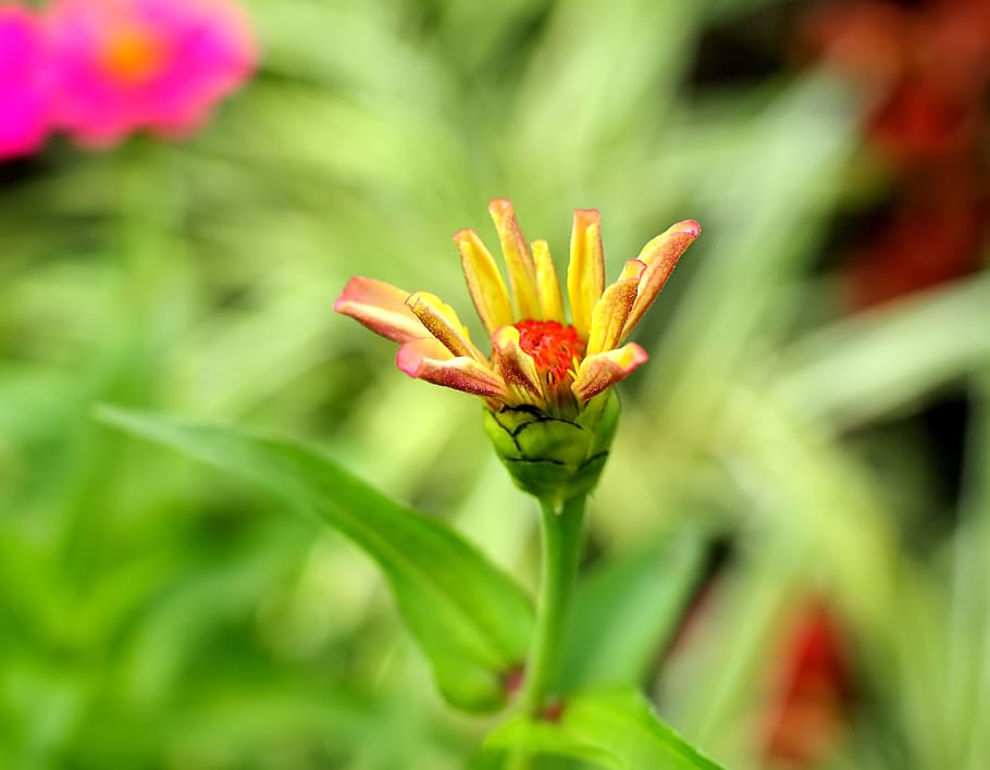 Little plant. Nature with little Flowers.