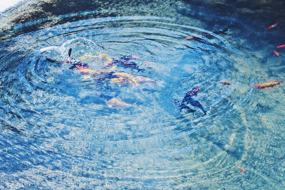 high angle view, water, swimming, day, real people, lifestyles HD wallpaper