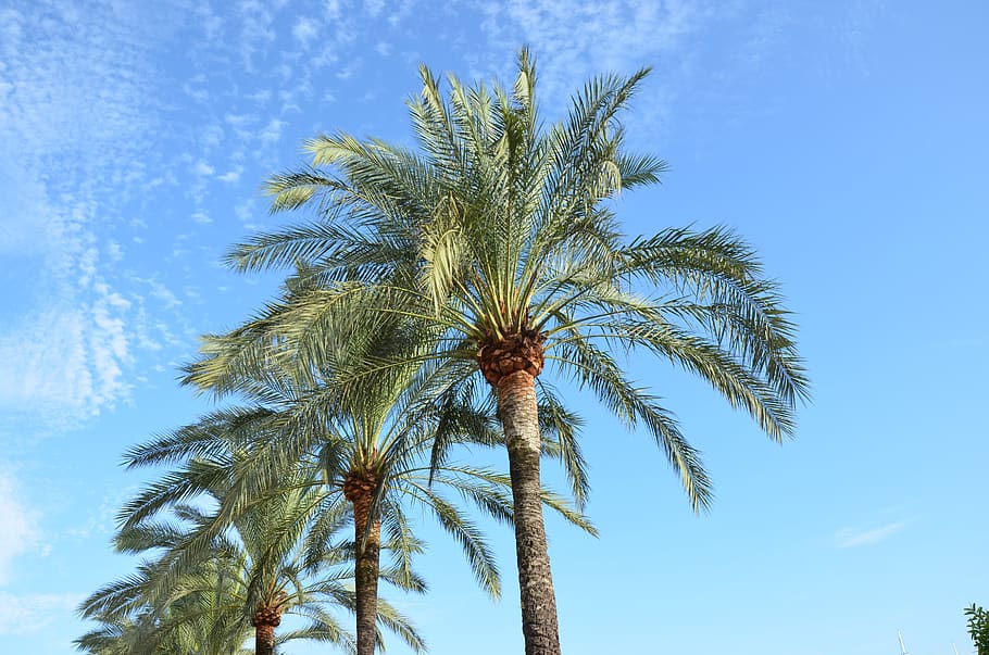 spain, mallorca, palm, palmtree, palm tree, tropical climate, HD wallpaper