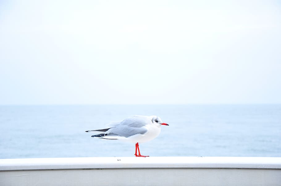 sky, blue, water, ocean, bird, beak, sea, animal themes, horizon over water HD wallpaper