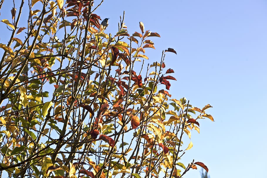 australia, sunshine, branch, branches, apple tree, autumn, melbourne HD wallpaper