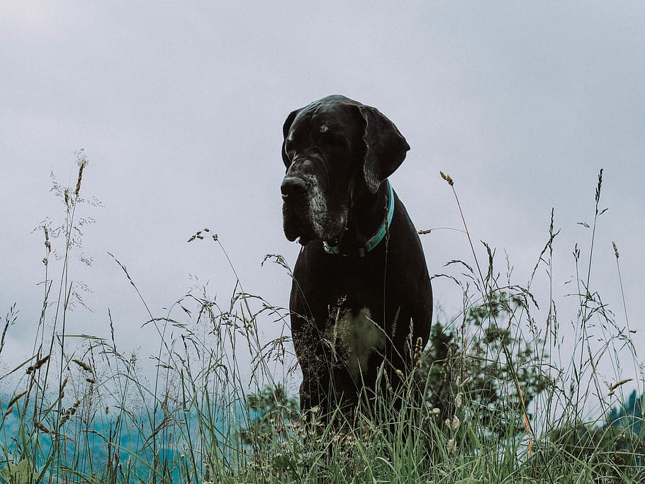 dog, great dane, canine, pets, domestic, one animal, domestic animals HD wallpaper