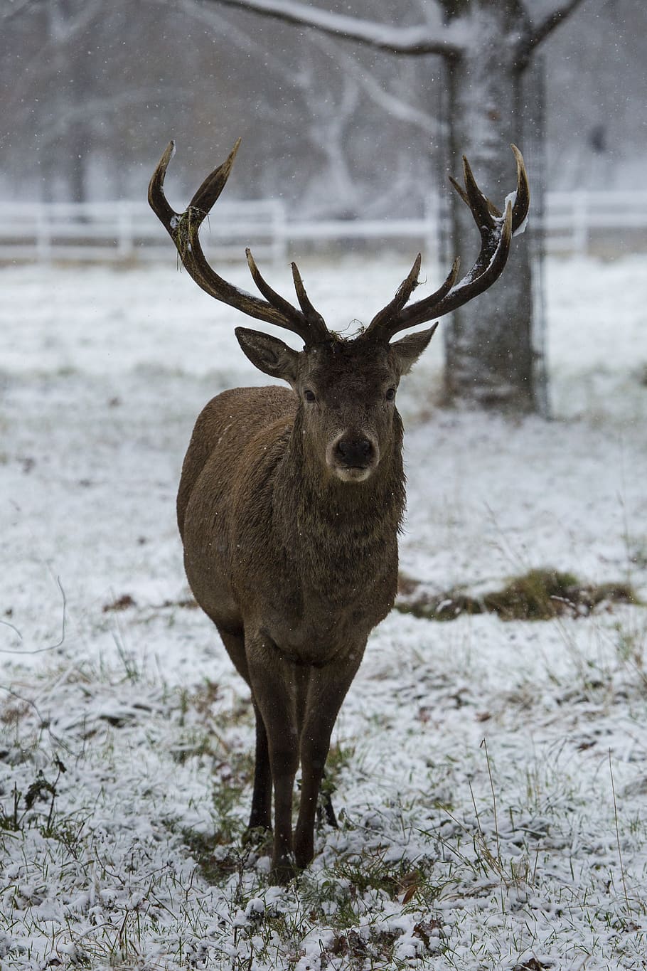 brown deer walking on snow, animal, wildlife, antelope, mammal, HD wallpaper