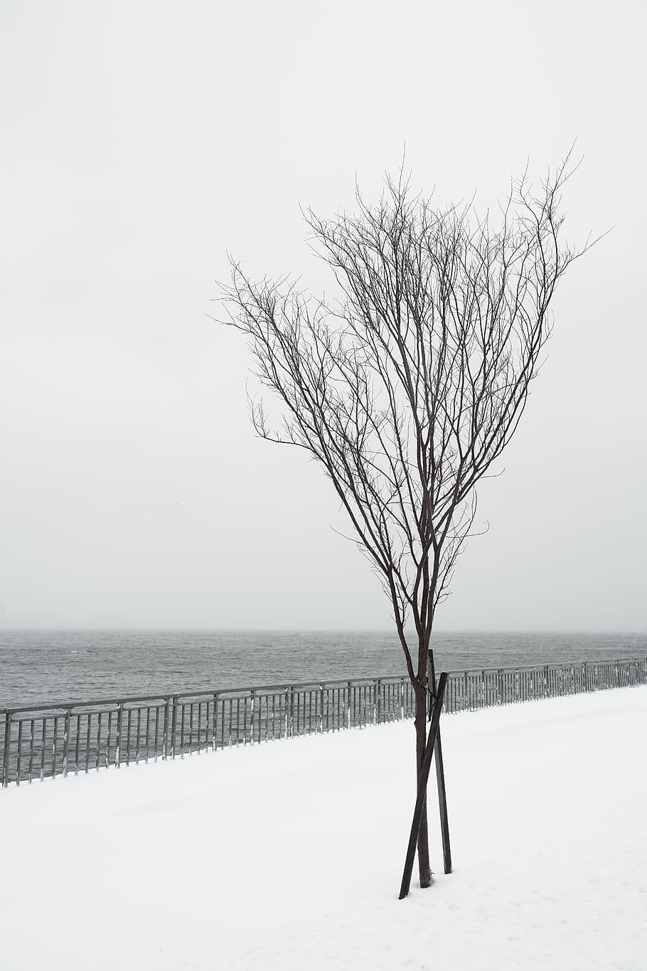 tree, water, snow, winter, rail, railing, walkway, bare tree HD wallpaper
