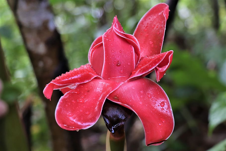 flower, red, exotic, bloom, nature, jungle, petals, garden HD wallpaper