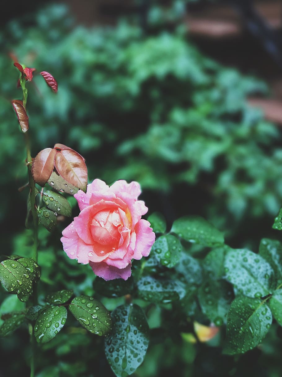 rose, flowers, flowering plant, beauty in nature, vulnerability HD wallpaper
