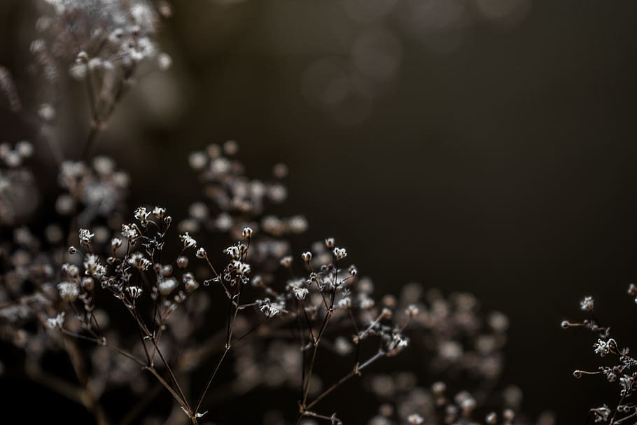 white flowers wallpaper, plant, growth, selective focus, no people HD wallpaper