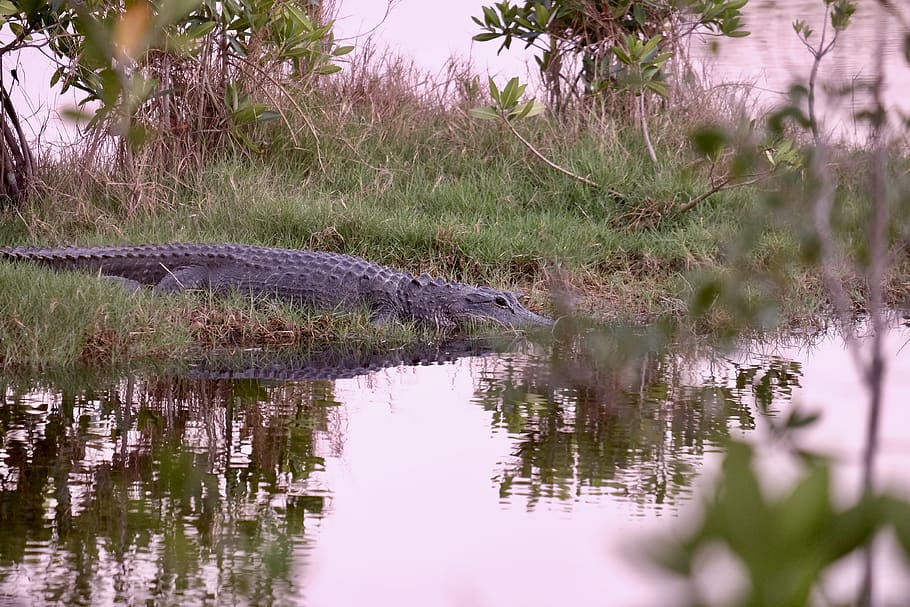 grey alligator, everglades, animal, reptile, crocodile, outdoors HD wallpaper