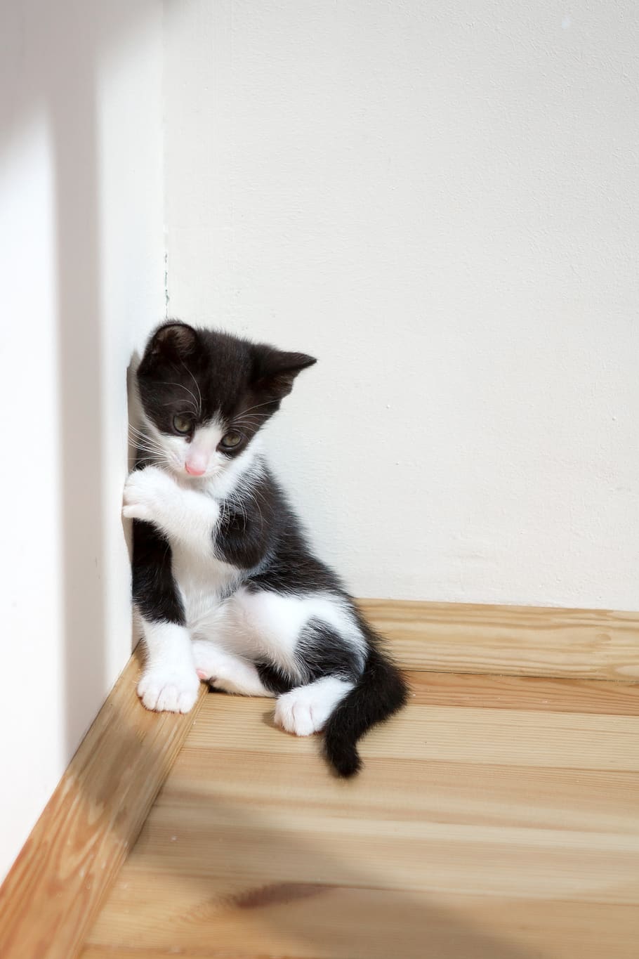 kitten, pets, animals, cat, cute, little, home, animal themes HD wallpaper