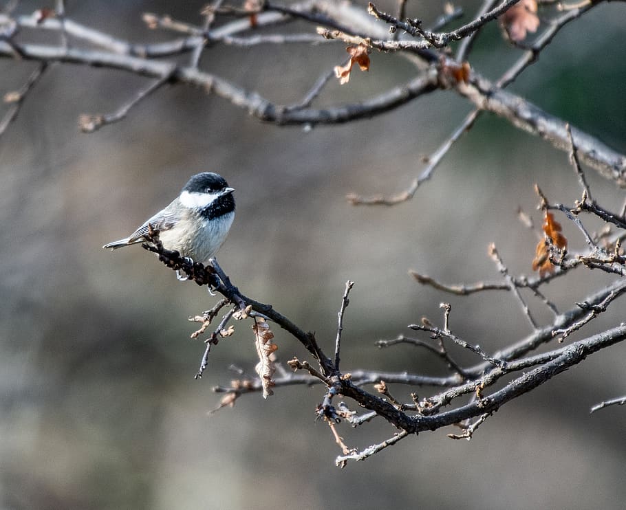 bird, animal, jay, blue jay, winter, outdoors, ice, nature HD wallpaper