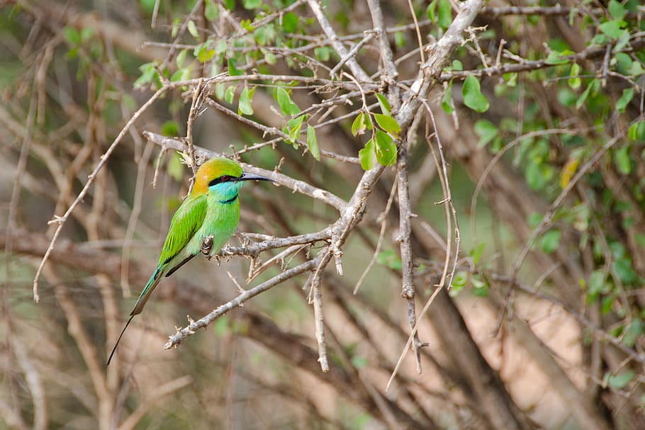 little green bee-eater, bird, wildlife, perching, colourful, HD wallpaper