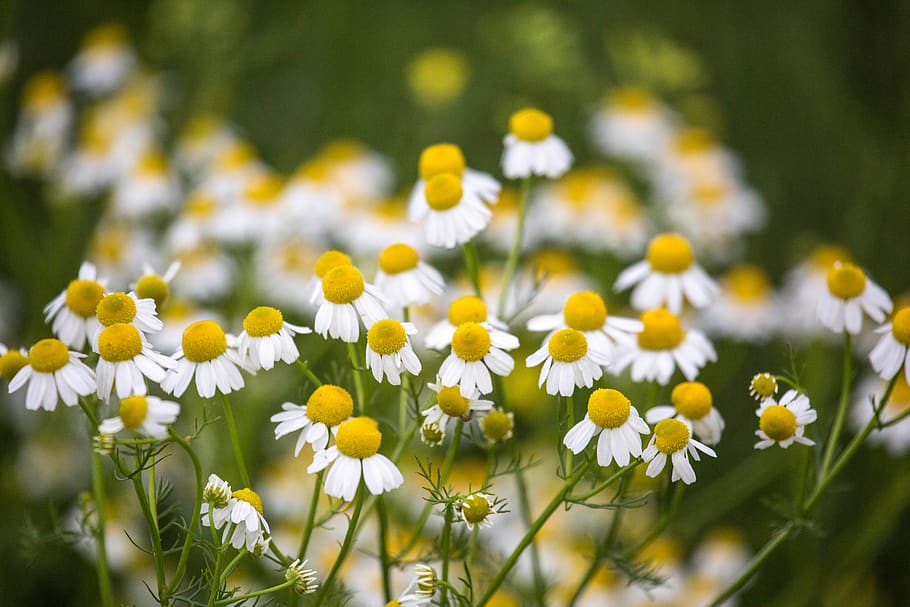 flower, flowering plant, freshness, beauty in nature, close-up HD wallpaper