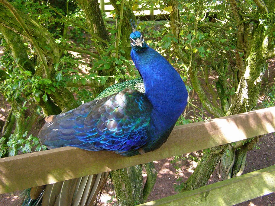 HD wallpaper bird animal south lakes animal park barrow in