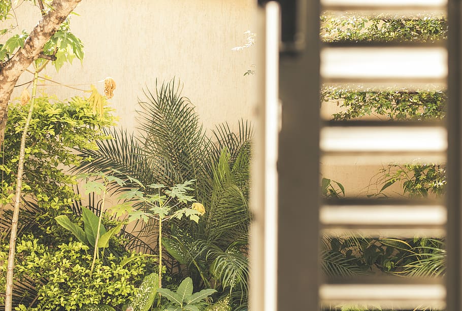 garden, window, window view, sun, day, tree, plant, growth HD wallpaper
