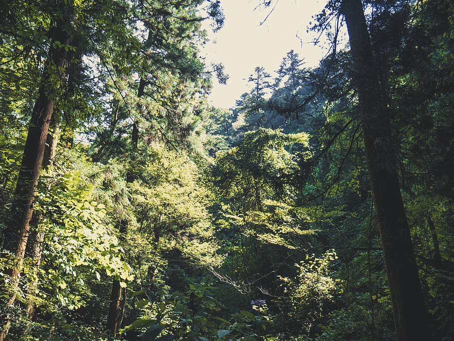 tree, plant, forest, tranquility, land, beauty in nature, growth HD wallpaper