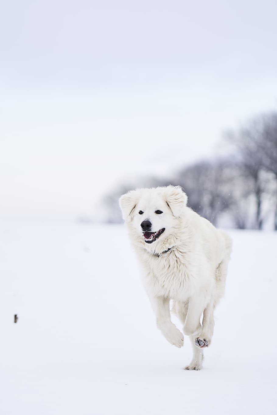 white dog running on snowfield during daytime, pet, mammal, canine, HD wallpaper