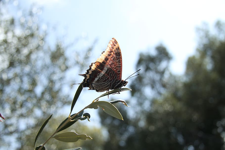 butterfly, close, close-up, olive tree, animals in the wild HD wallpaper