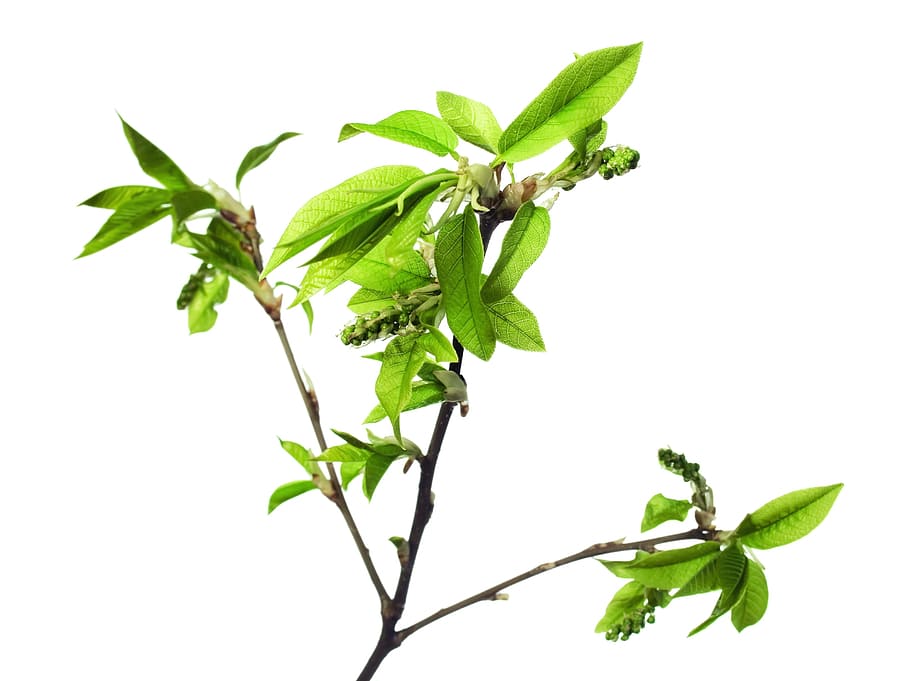 branch, tree, leaf, green, white, plant, isolated, leaves, new HD wallpaper