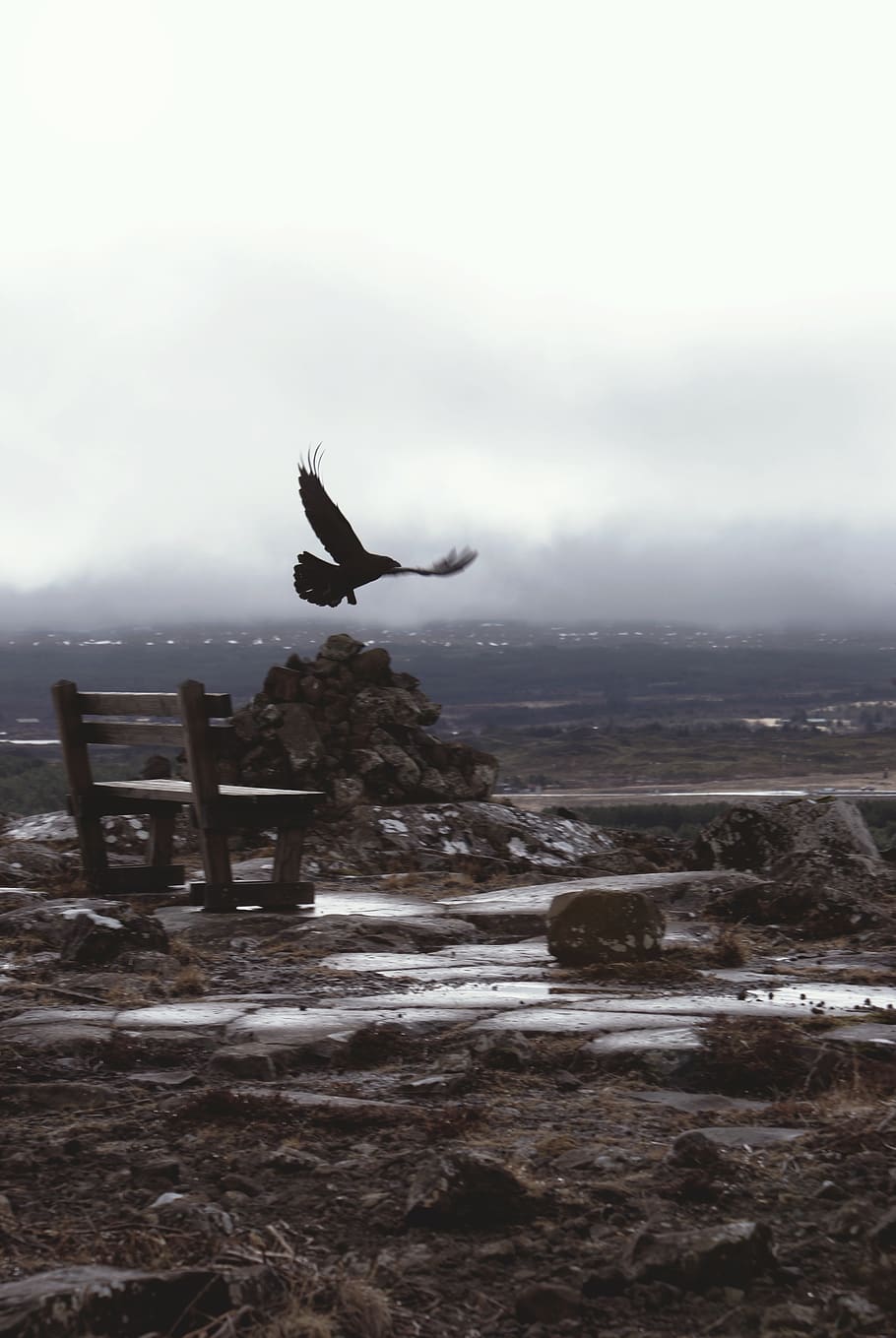 iceland, water, motion, sky, sea, nature, mid-air, flying, animal wildlife HD wallpaper