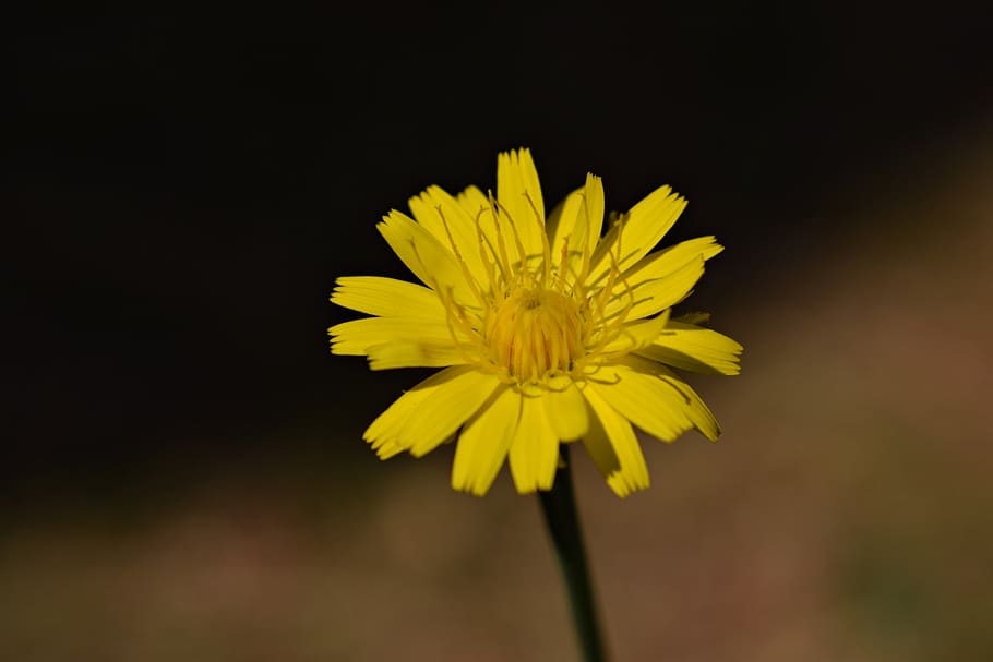 flower, blossom, bloom, dandelion, summer, close up, macro HD wallpaper