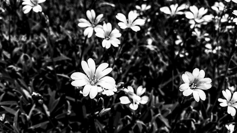 flower, blackandwhite, flowering plant, freshness, fragility HD wallpaper