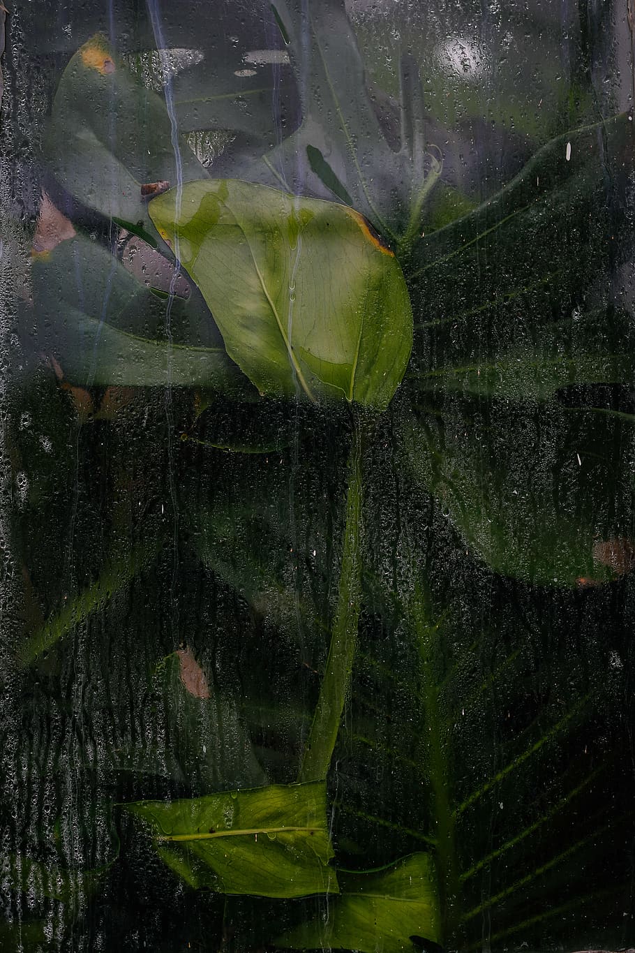green-leafed plant, water, green color, transparent, nature, no people HD wallpaper