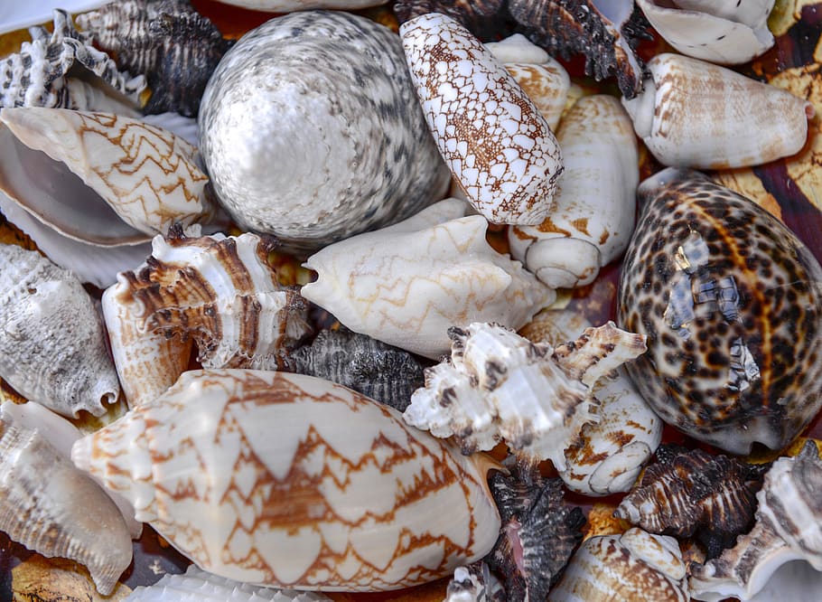 sea, shells, nature, beach, food, food and drink, freshness HD wallpaper