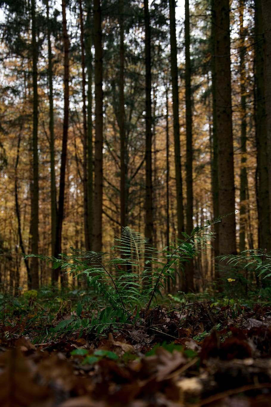 germany, stuttgart, schönberg, trees, forest, nature, land HD wallpaper