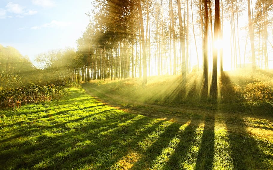 sun, light, rays, plants, forest, jungle, tree, wood, sunlight HD wallpaper