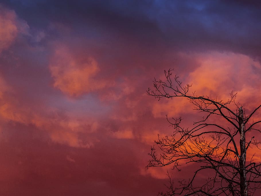 sky, orange, sunset, dusk, trees, fall, autumn, nature, cloud - sky HD wallpaper