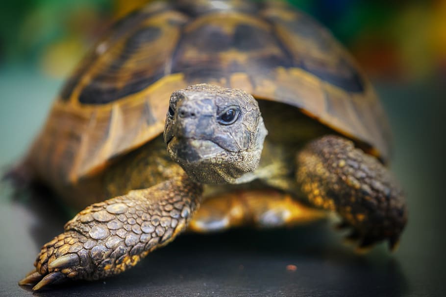 turtle, head, slowly, animal, reptile, nature, armored, creature HD wallpaper