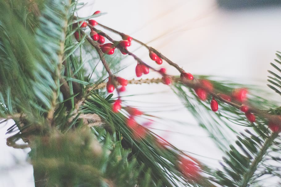 Red Fruits, background, berries, blur, branch, celebration, christmas HD wallpaper