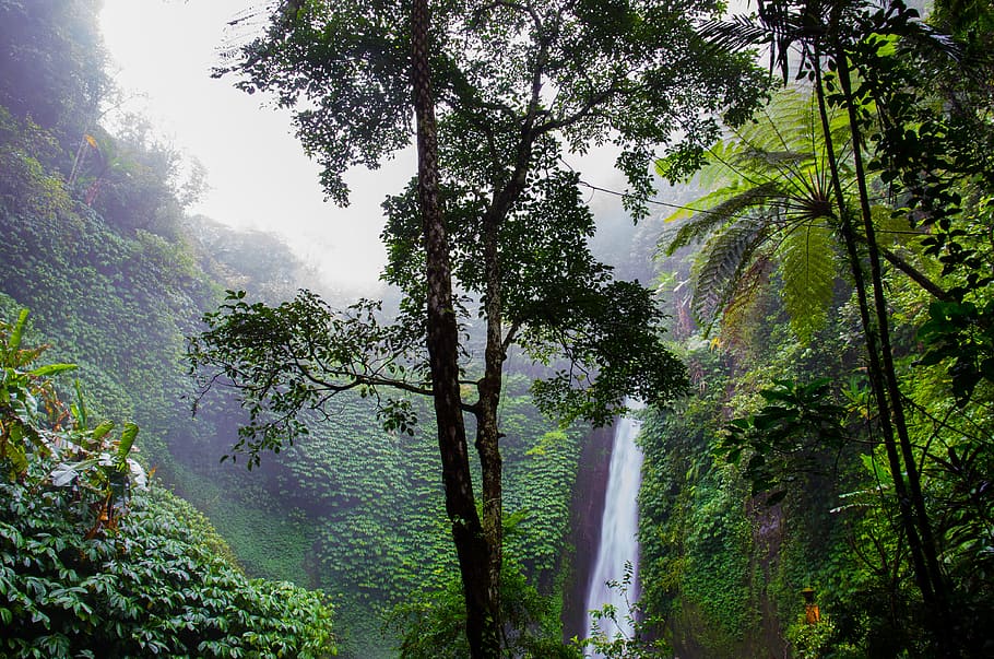 waterfall, green, trees, forest, woods, jungle, nature, plant HD wallpaper