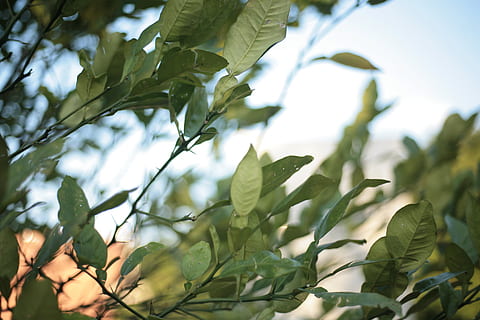 plant, leaf, vegetation, citrus fruit, food, tree, flower, blossom HD wallpaper