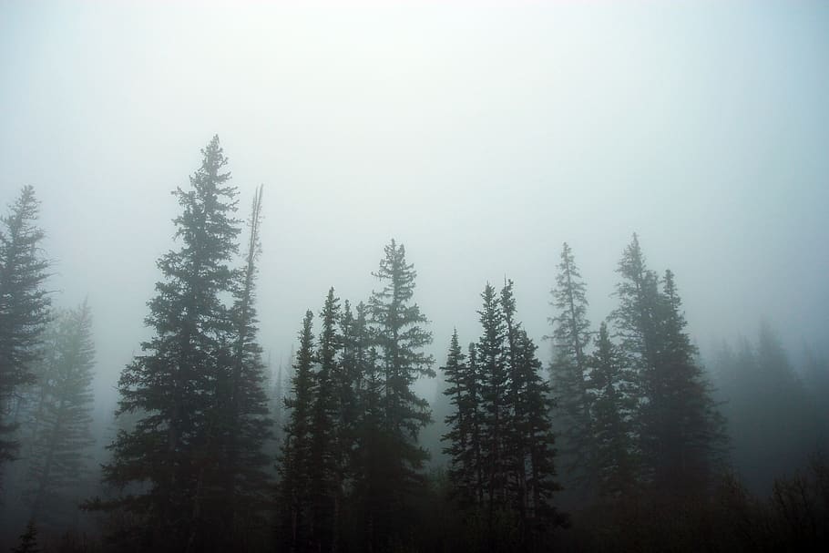 trees, treeline, fog, forest, blur, white, plant, land, beauty in nature HD wallpaper