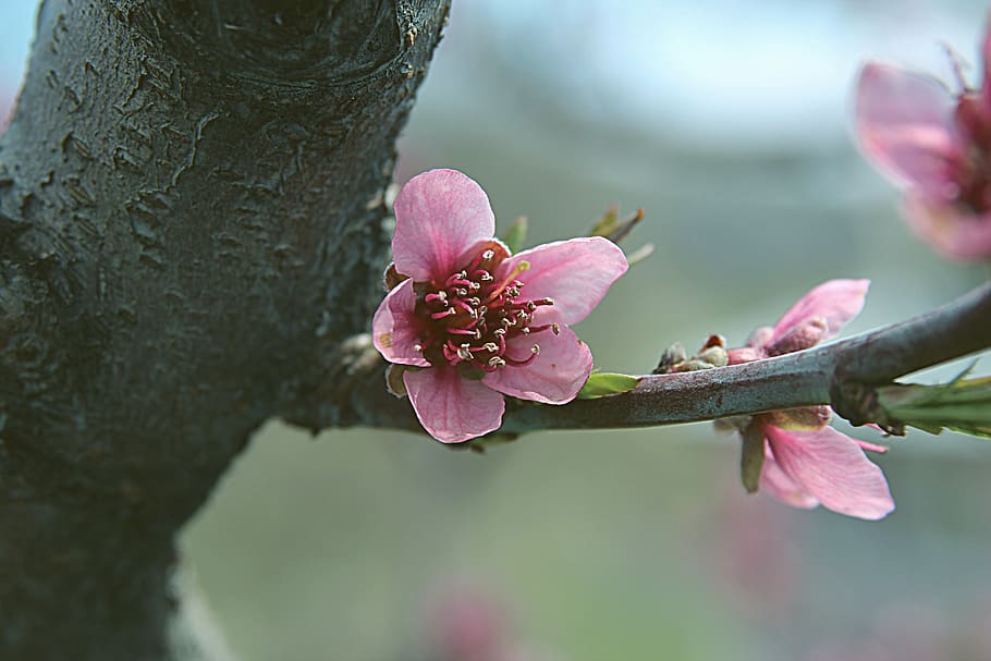 peach, spring, bloom, blossom, blooming, peach tree, pink, весна, HD wallpaper