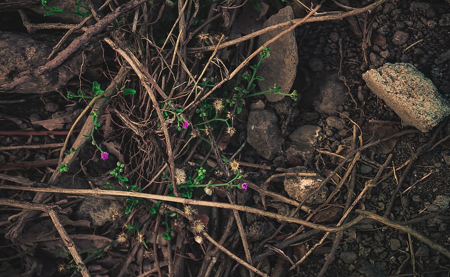 trees, leaves, greenery, dark, brown, flowers, purple, stones HD wallpaper