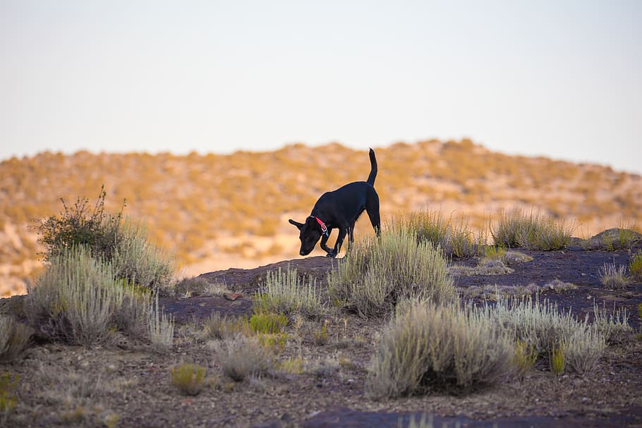 dog, nature, desert, depth, outside, k9, puppy, adventure, background HD wallpaper