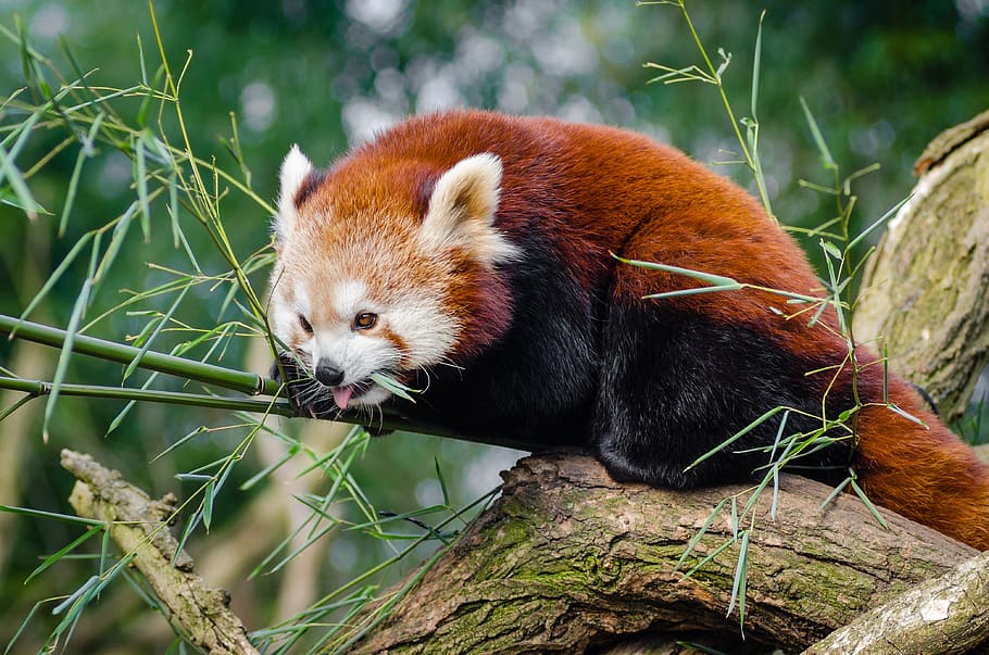 Red Panda on Bamboo Tree Branc, animal, cute, wildlife, one animal HD wallpaper