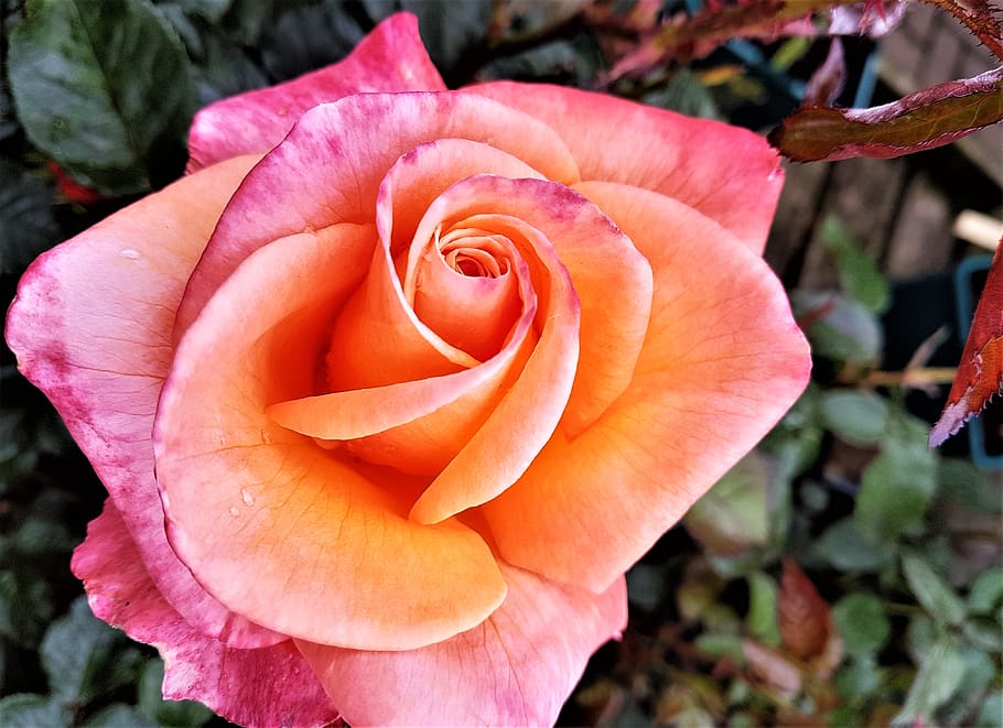 rose, bloom, flower, flora, garden, flowering plant, petal HD wallpaper