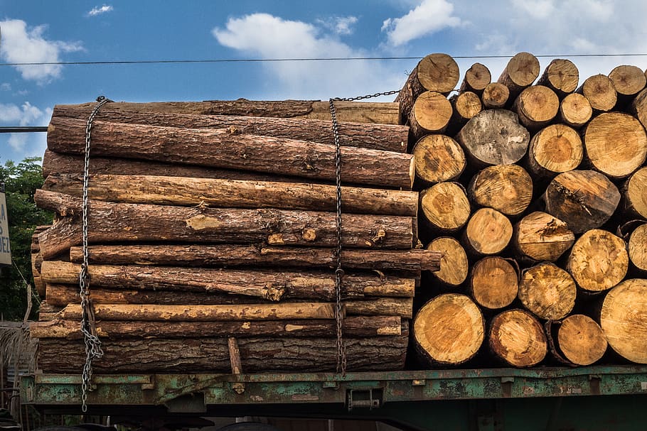 Investing in trees timber avoid capital gains by reinvesting