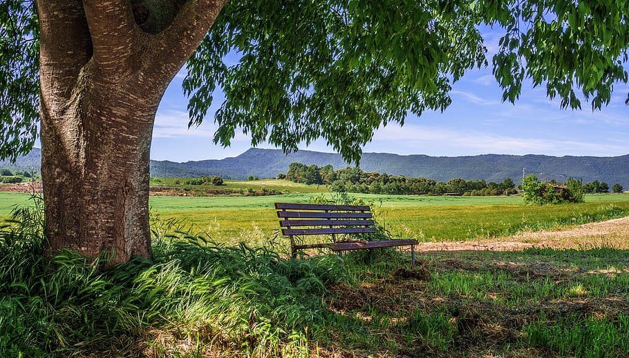 landscape, spring, bank, nature, green, sky, plant, field, sun HD wallpaper