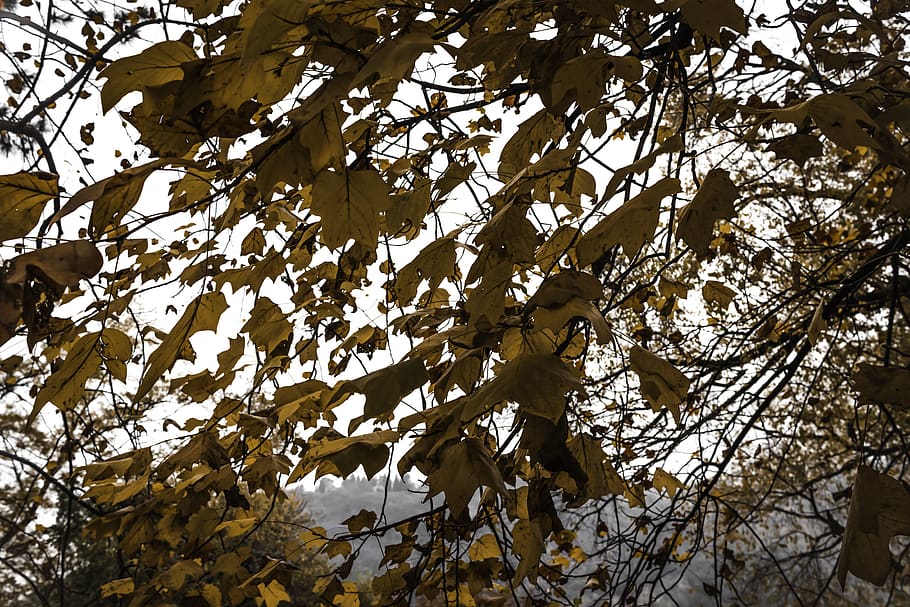 tree, low angle view, plant, branch, leaf, plant part, autumn HD wallpaper